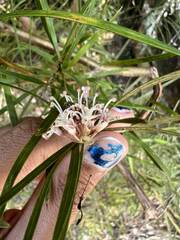 Grevillea linearifolia