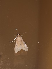 Uresiphita