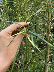 Grevillea linearifolia