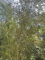 Grevillea linearifolia