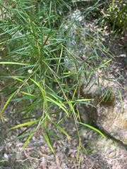 Grevillea linearifolia