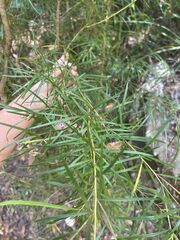 Grevillea linearifolia