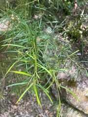 Grevillea linearifolia