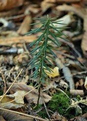 Taxus canadensis