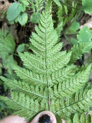 Dryopteris carthusiana