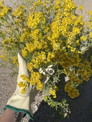 Hymenothrix wislizeni