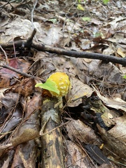 Amanita muscaria formosa