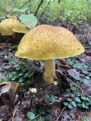Amanita muscaria formosa