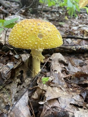Amanita muscaria formosa