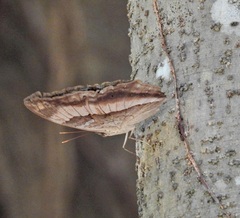 Yoma sabina