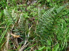 Polystichum neozelandicum