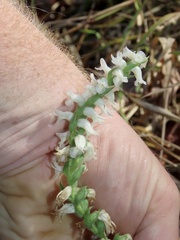 Spiranthes bightensis