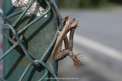 Tarsolepis remicauda