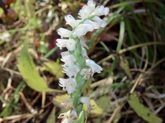 Spiranthes bightensis