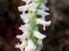 Spiranthes bightensis