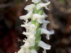 Spiranthes bightensis