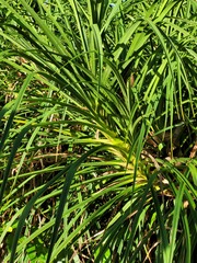 Pandanus pygmaeus