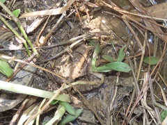 Spiranthes bightensis