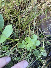 Cyperus brevifolioides