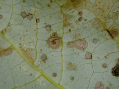 Erysiphe adunca adunca