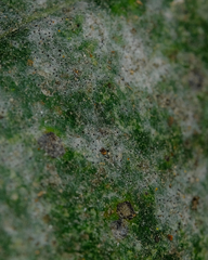 Erysiphe adunca adunca