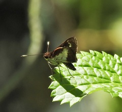 Sabera caesina