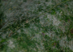 Erysiphe adunca adunca