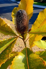 Banksia robur