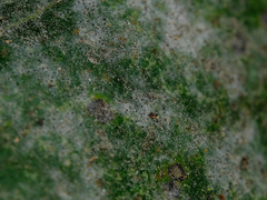 Erysiphe adunca adunca