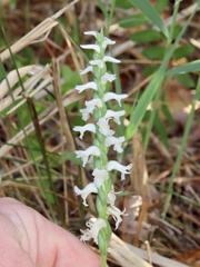 Spiranthes cernua