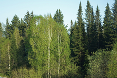 Betula pendula
