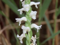 Spiranthes cernua