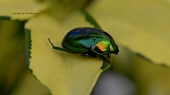 Calomacraspis splendens