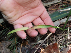 Spiranthes cernua