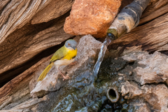 Apalis flavida neglecta