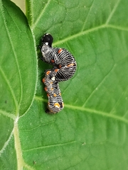 Gonodonta