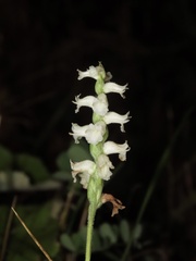 Spiranthes arcisepala