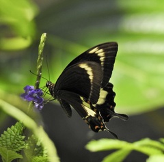 Papilio fuscus