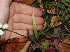 Spiranthes arcisepala