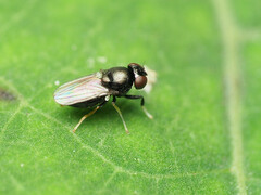 Athyroglossa glaphyropus