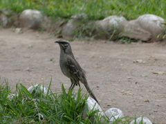 Mimus longicaudatus