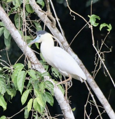 Pilherodius pileatus