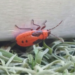 Lygaeus kalmii