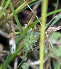 Cyperus brevifolioides