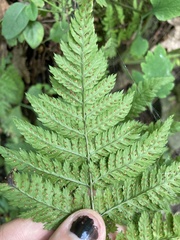 Dryopteris carthusiana