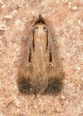 Tathorhynchus exsiccata