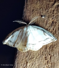 Callidrepana gelidata