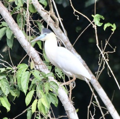 Pilherodius pileatus