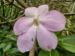 Impatiens sodenii