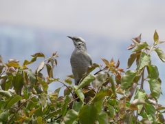 Mimus longicaudatus